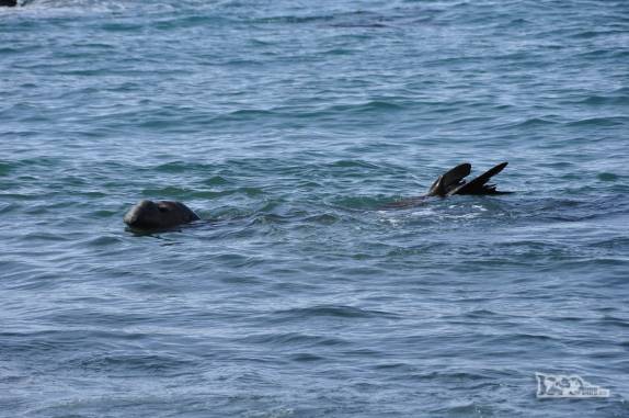 Elefante-marinho derrotado nada perto da praia de Gold Harbour, na Geórgia do Sul